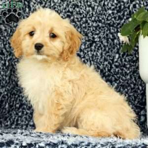 Woody, Cavapoo Puppy