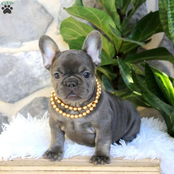 Wren, French Bulldog Puppy