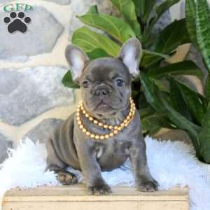 Wren, French Bulldog Puppy
