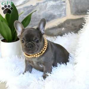 Wren, French Bulldog Puppy