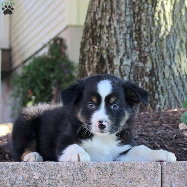Wyatt, Miniature Australian Shepherd Puppy