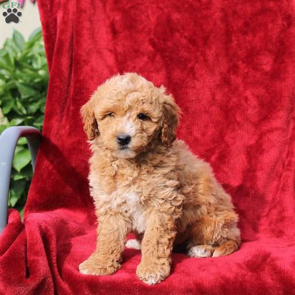 Wyatt, Mini Labradoodle Puppy