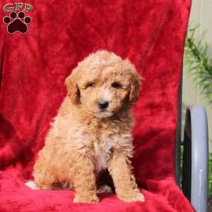 Wyatt, Mini Labradoodle Puppy