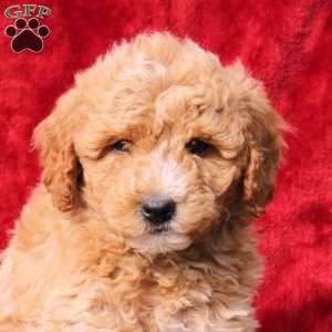 Wyatt, Mini Labradoodle Puppy