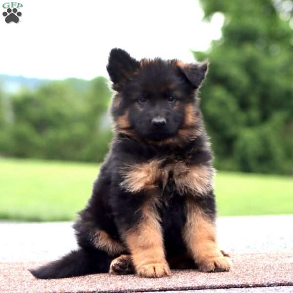 Wyatt-Long Haired, German Shepherd Puppy