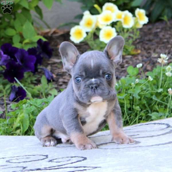 Wyatt, French Bulldog Puppy