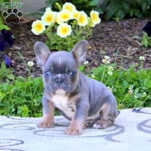 Wyatt, French Bulldog Puppy