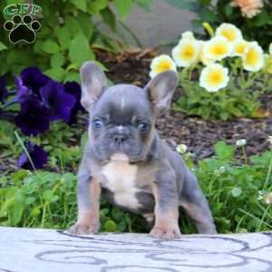 Wyatt, French Bulldog Puppy