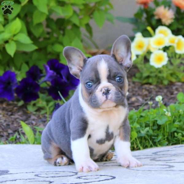 Wynn, French Bulldog Puppy