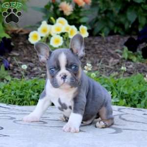 Wynn, French Bulldog Puppy