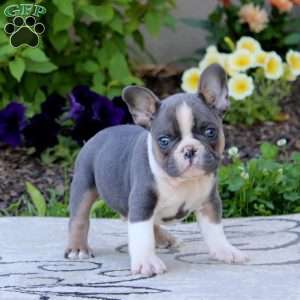 Wynn, French Bulldog Puppy