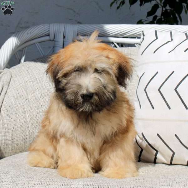 Zack, Soft Coated Wheaten Terrier Puppy