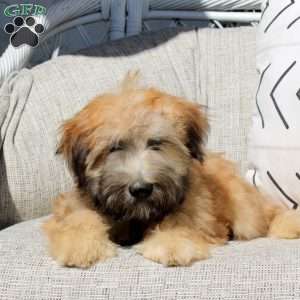 Zack, Soft Coated Wheaten Terrier Puppy