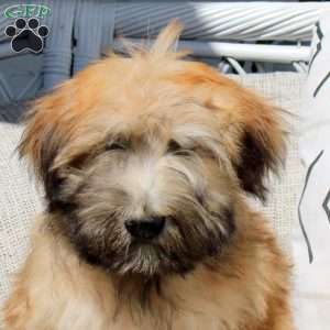 Zack, Soft Coated Wheaten Terrier Puppy