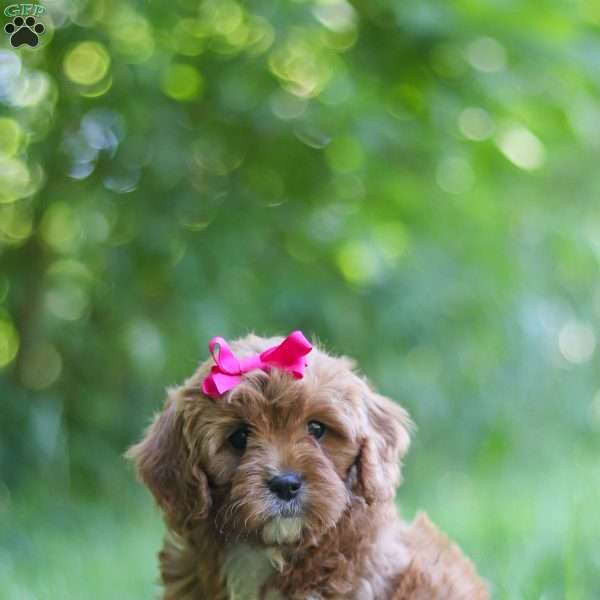 Zelda, Cavapoo Puppy