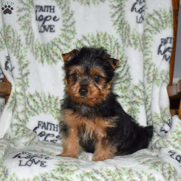 Zip, Yorkie Puppy
