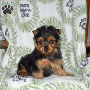 Zip, Yorkie Puppy