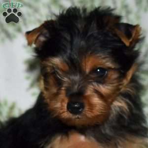 Zip, Yorkie Puppy