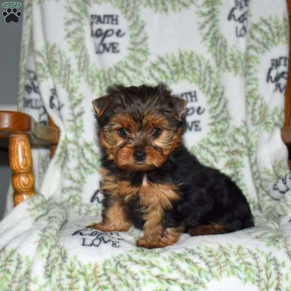 Zoey, Yorkie Puppy