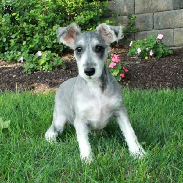 Zoey, Miniature Schnauzer Puppy