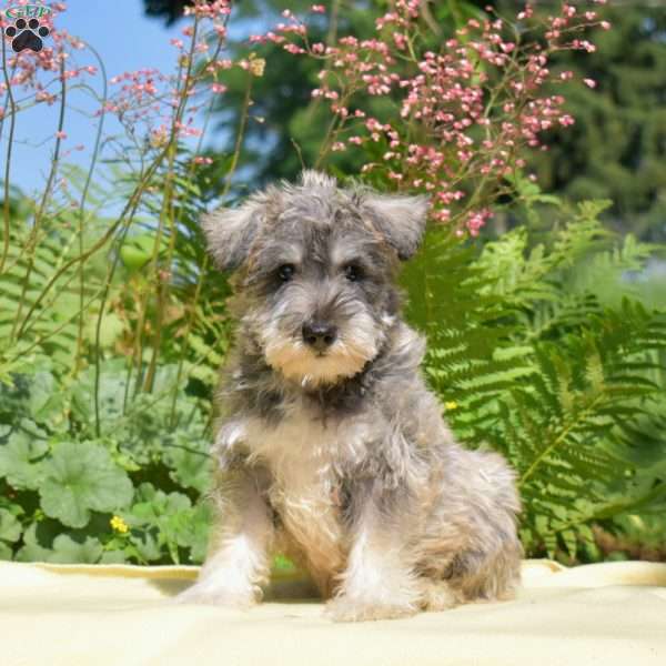 Zoey, Miniature Schnauzer Puppy