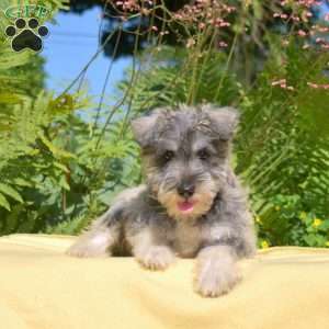 Zoey, Miniature Schnauzer Puppy
