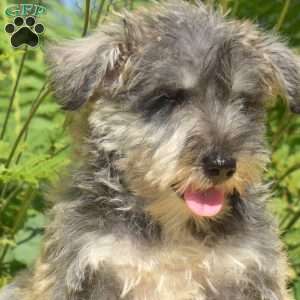 Zoey, Miniature Schnauzer Puppy