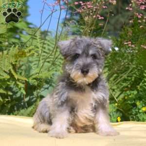 Zoey, Miniature Schnauzer Puppy