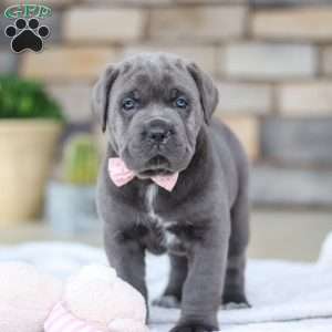 Zola, Cane Corso Puppy