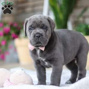 Zola, Cane Corso Puppy