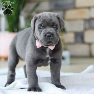 Zola, Cane Corso Puppy