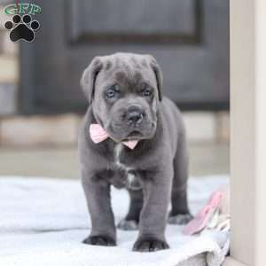 Zola, Cane Corso Puppy