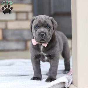 Zola, Cane Corso Puppy