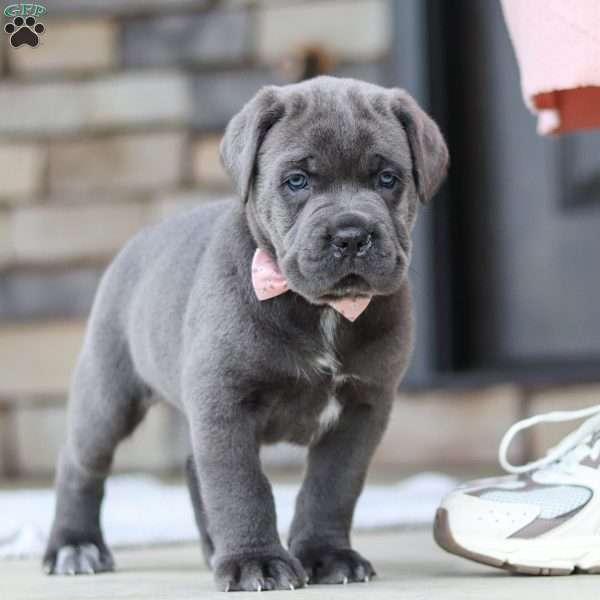 Zola, Cane Corso Puppy