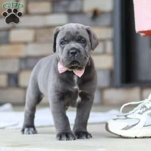 Zola, Cane Corso Puppy