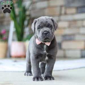 Zola, Cane Corso Puppy