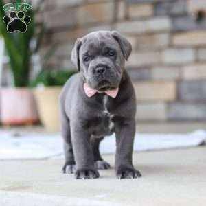 Zola, Cane Corso Puppy