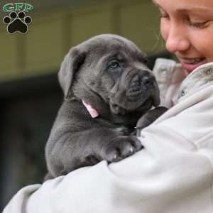 Zola, Cane Corso Puppy