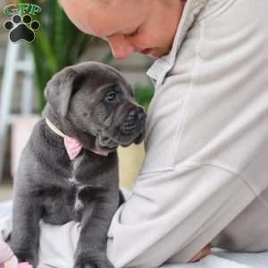 Zola, Cane Corso Puppy
