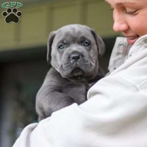 Zola, Cane Corso Puppy