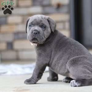 Zola, Cane Corso Puppy