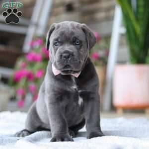 Zola, Cane Corso Puppy