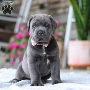 Zola, Cane Corso Puppy