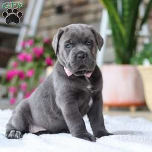 Zola, Cane Corso Puppy