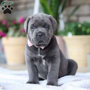 Zola, Cane Corso Puppy