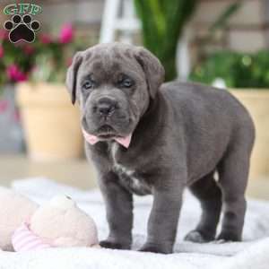 Zola, Cane Corso Puppy