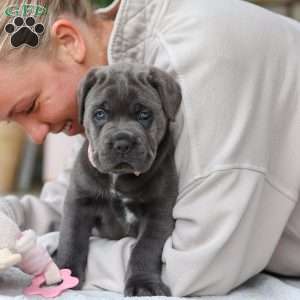 Zola, Cane Corso Puppy