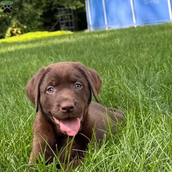 Otis, Chocolate Labrador Retriever Puppy