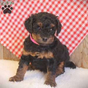Alice, Miniature Poodle Puppy