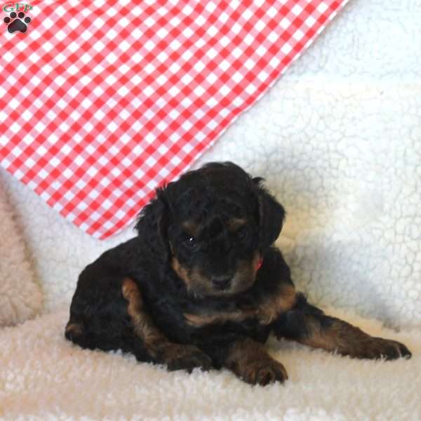 Alice, Miniature Poodle Puppy